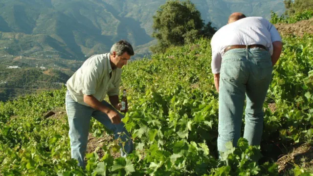 El campo malagueño se movilizará los próximos 7 y 13 de marzo