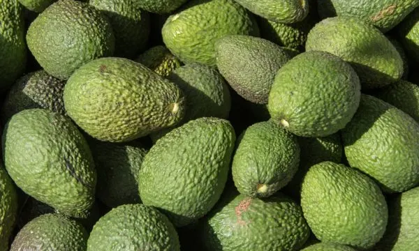 aguacates