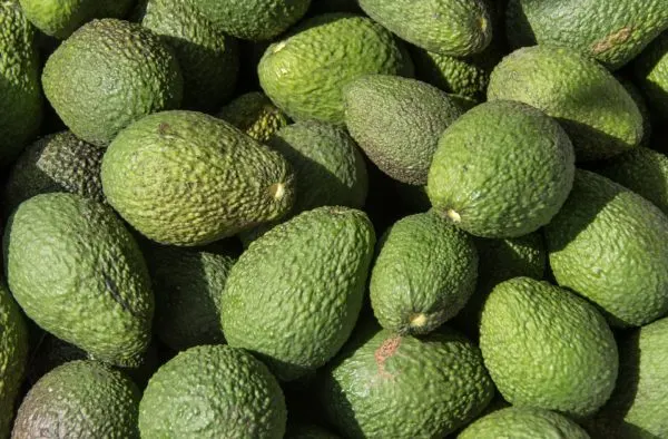 aguacates