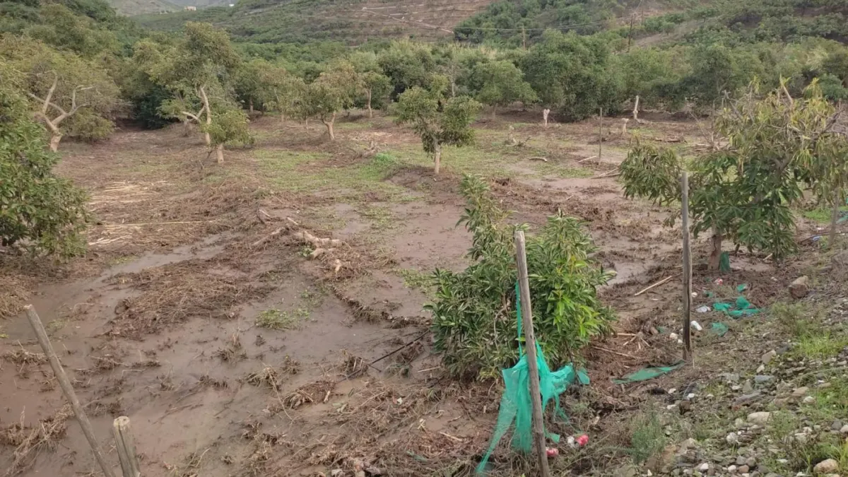 Las ayudas a la renta para los agricultores y ganaderos afectados por la dana están exentas del IRPF y del Impuesto de Sociedades