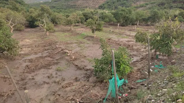 Las ayudas a la renta para los agricultores y ganaderos afectados por la dana están exentas del IRPF y del Impuesto de Sociedades