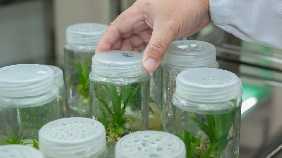 El pleno de Ronda pide la instalación en la Dehesa de un centro comarcal de bioeconomía