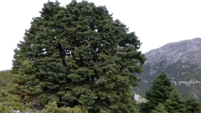 El Pinsapo de las Escaleretas, un gigante milenario en Parauta, Monumento Natural de Andalucía