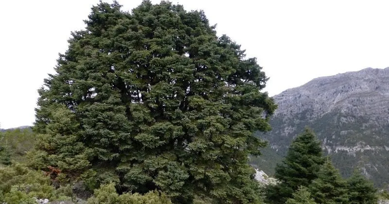 El Pinsapo de las Escaleretas, un gigante milenario en Parauta, Monumento Natural de Andalucía