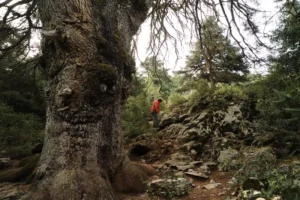 El Pinsapo de las Escaleretas, un gigante milenario en Parauta, Monumento Natural de Andalucía 1 El Pinsapo de las Escaleretas, un gigante milenario en Parauta, Monumento Natural de Andalucía