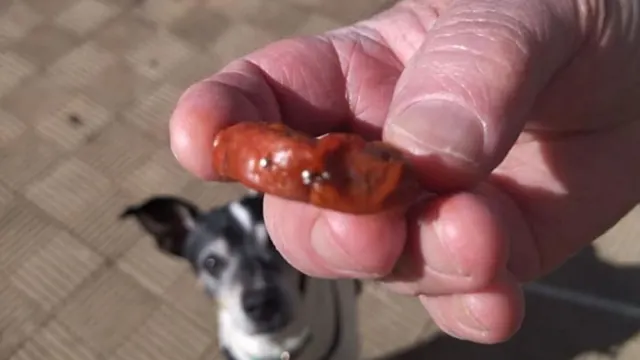 Investigan la colocación de trozos de chorizo con alfileres en la barriada de la Uva de Ronda utilizados como cebos, supuestamente por una vecina
