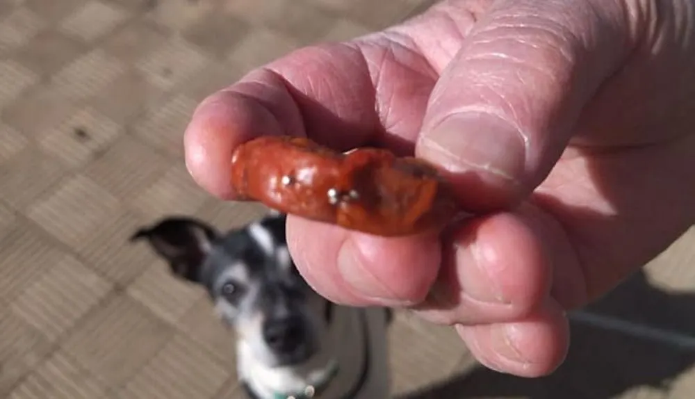 Investigan la colocación de trozos de chorizo con alfileres en la barriada de la Uva de Ronda utilizados como cebos, supuestamente por una vecina