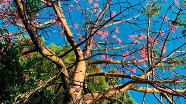 La otra bella cara de la Cueva de Nerja: Un paseo entre orquídeas, un jardín que habla andaluz, un sendero con vistas al alma y mariposas guías de…