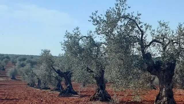 Olivar