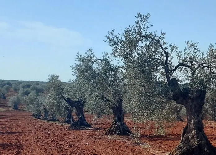 Olivar
