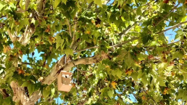 120 cajas nido para aves, refugios para murciélagos y hoteles de insectos en la Sierra de las Nieves