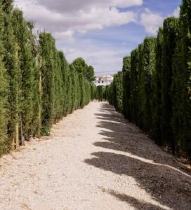 El gran laberinto vegetal de Arriate: un sueño hecho de cipreses en el corazón de la Serranía