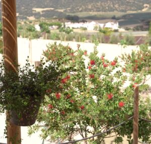 El gran laberinto vegetal de Arriate: un sueño hecho de cipreses en el corazón de la Serranía