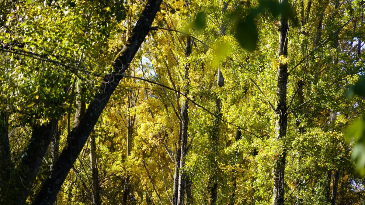 Una propuesta navideña: Recorrer los senderos de Cartajima que se adentran en el Bosque de Cobre