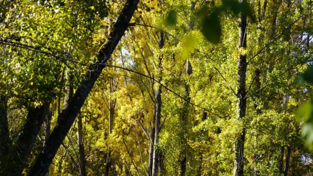 Una propuesta navideña: Recorrer los senderos de Cartajima que se adentran en el Bosque de Cobre