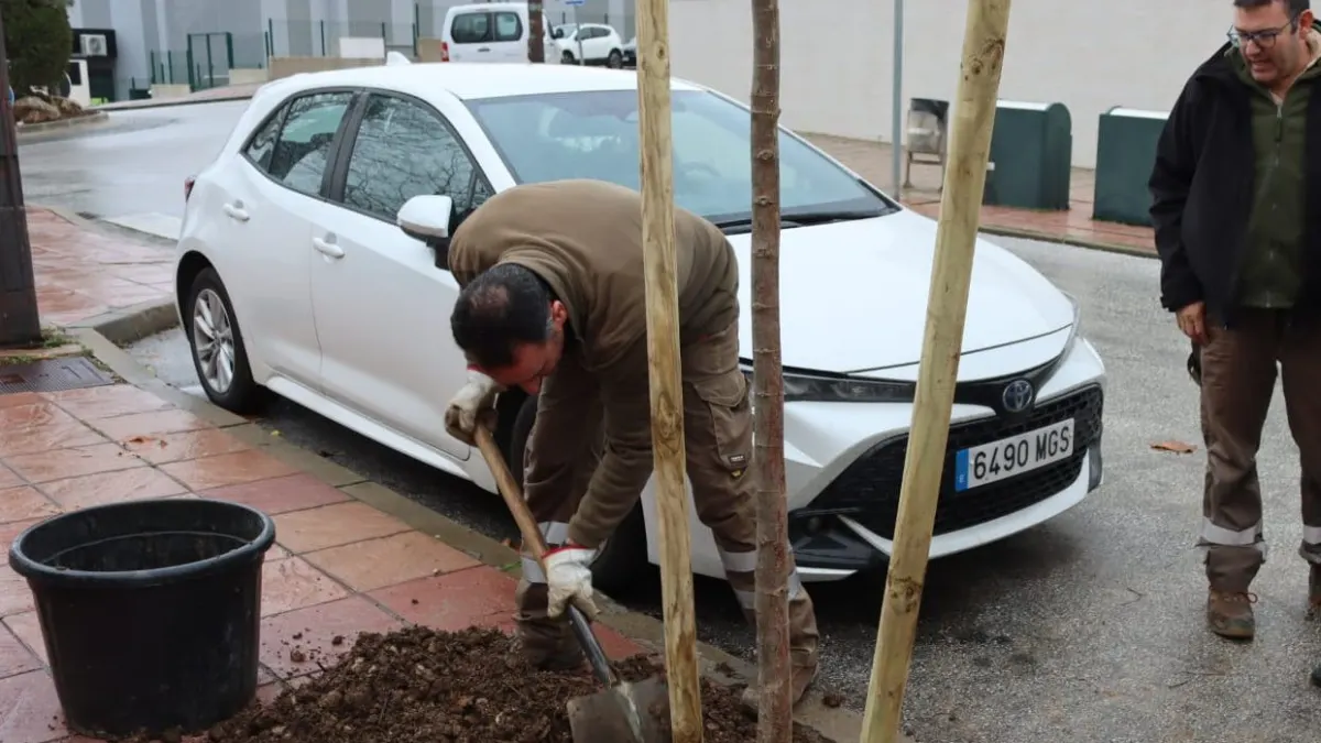 Nueva replantación en Ronda con más de un centenar de árboles en treinta calles