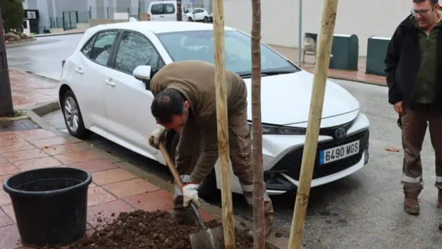Nueva replantación en Ronda con más de un centenar de árboles en treinta calles