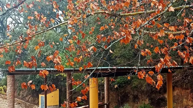 El complejo rural ‘El Viejo Castaño’ de Pujerra acoge un retiro de yoga en plena naturaleza