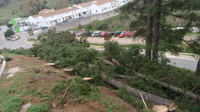 Exigen explicaciones al alcalde de Gaucín por la tala de pinos en la zona de «El Cerro»