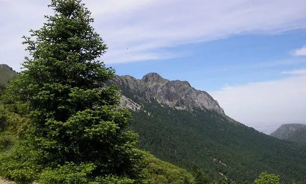 Voluntariado y política verde para repoblar la Sierra de las Nieves con pinsapos