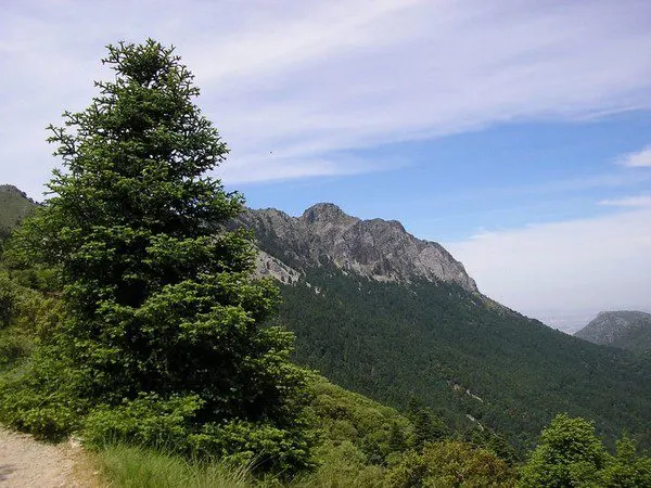 Voluntariado y política verde para repoblar la Sierra de las Nieves con pinsapos