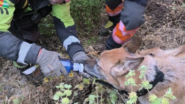 Final feliz para un pastor alemán rescatado tras pasar toda la noche atrapado en el Tajo de Ronda tras precipitarse desde unos 60 metros de altura