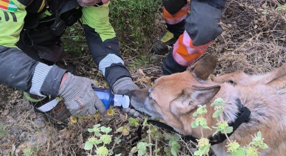 Final feliz para un pastor alemán rescatado tras pasar toda la noche atrapado en el Tajo de Ronda tras precipitarse desde unos 60 metros de altura