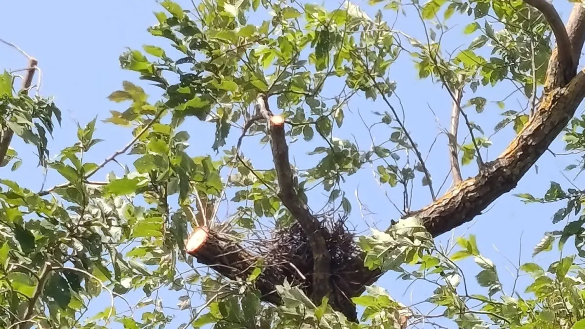 Polémica en el barrio de San Francisco de Ronda por podas improcedentes de árboles en plena época de calor