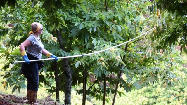 El Valle del Genal inicia la campaña de la castaña con menos producción pero buenas expectativas de calidad