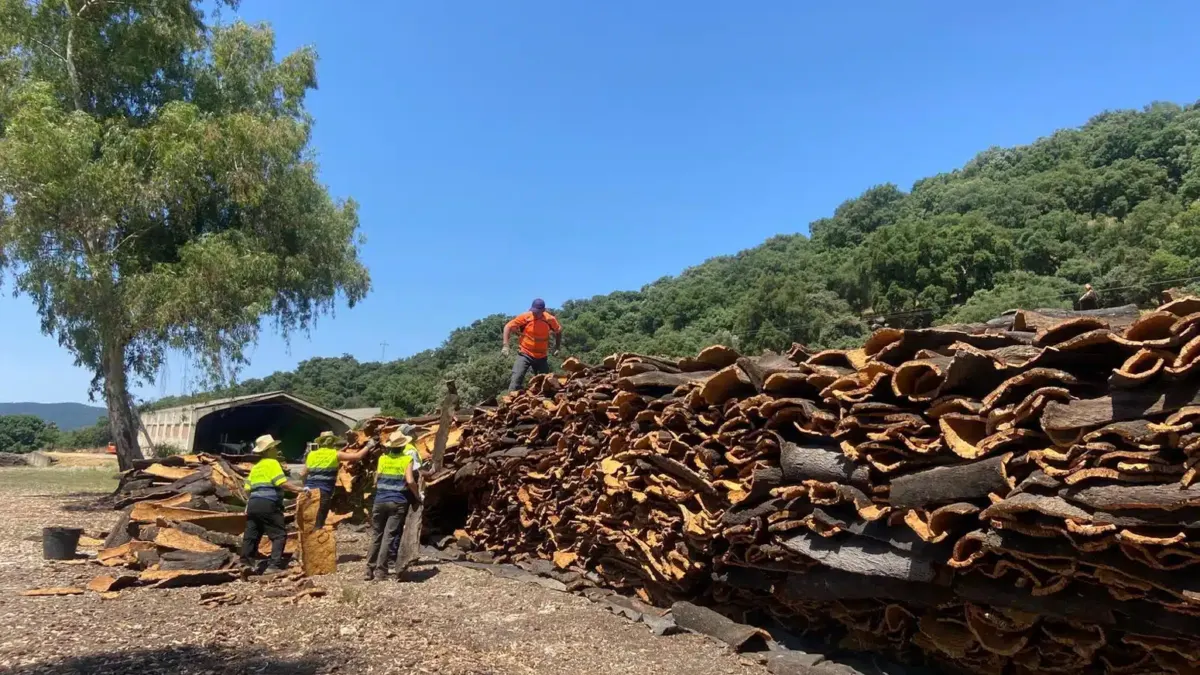 Los Montes de Propio dejan más de 600.000 euros a Ronda con la venta de 302.000 kilos de corcho
