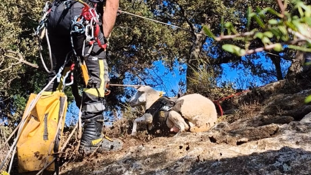 Los bomberos completan con éxito el rescate de una oveja atrapada en un paraje de Ronda