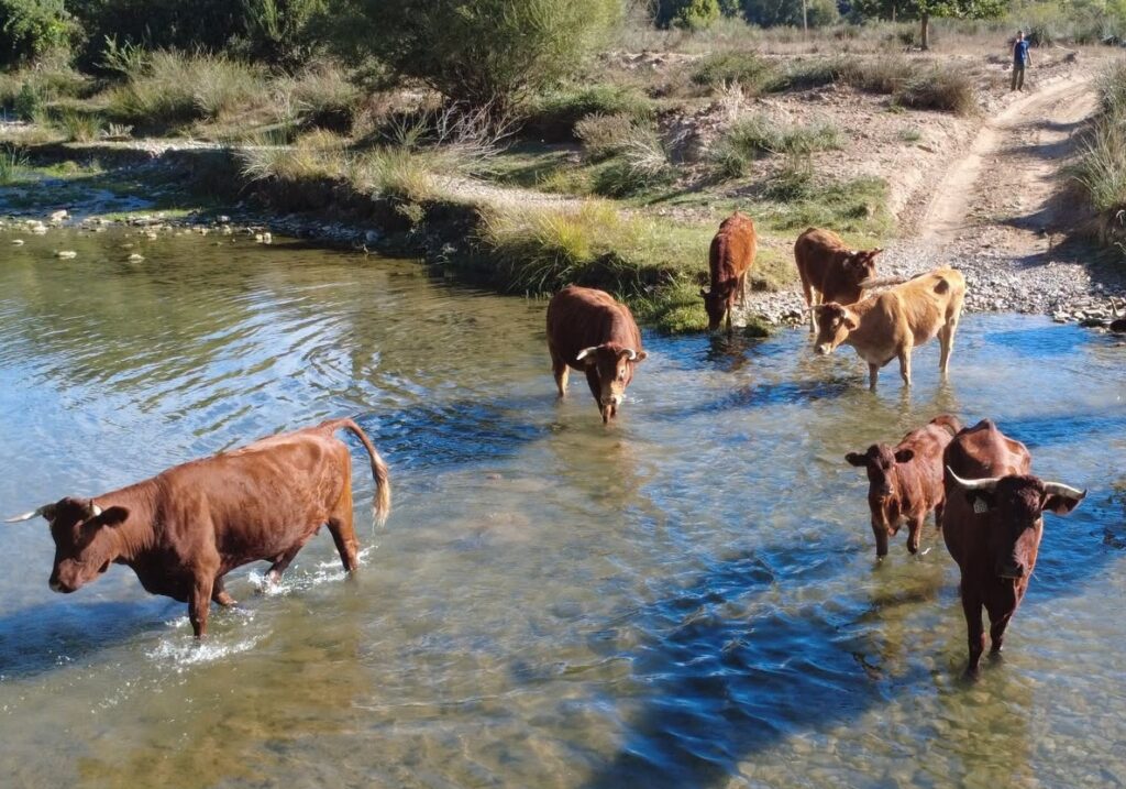 Noticias de Ronda y la Serranía 2 Noticias de Ronda y la Serranía