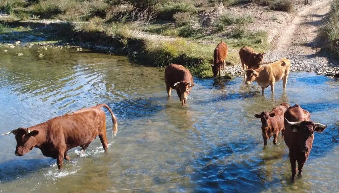 Benalauría resalta la importancia de las vías pecuarias