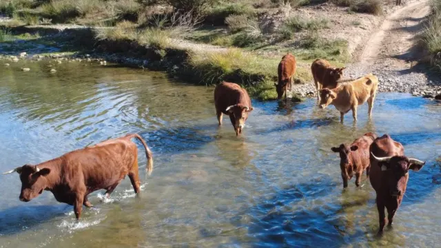 Benalauría resalta la importancia de las vías pecuarias