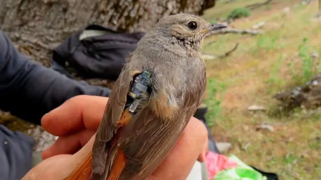 Benarrabá acogerá el taller ‘Aves y Nuevas Tecnologías’ para formar a aficionados y expertos en ornitología