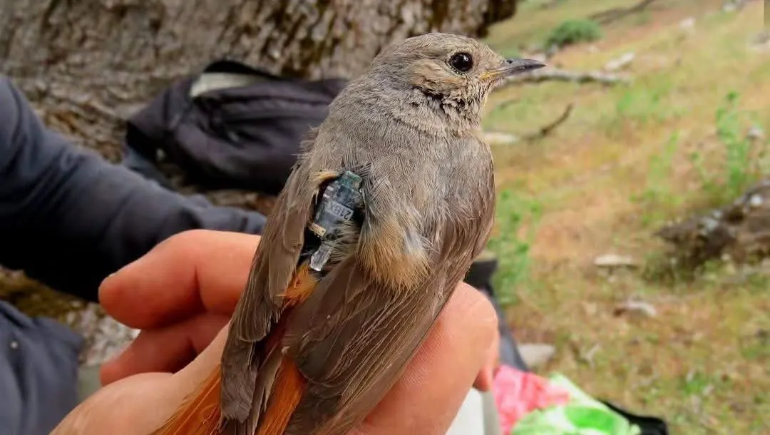Benarrabá acogerá el taller ‘Aves y Nuevas Tecnologías’ para formar a aficionados y expertos en ornitología